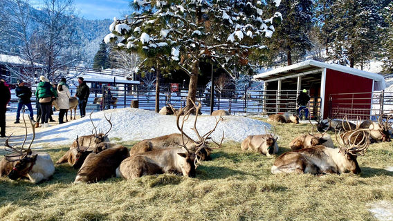 Leavenworth Reindeer Farm