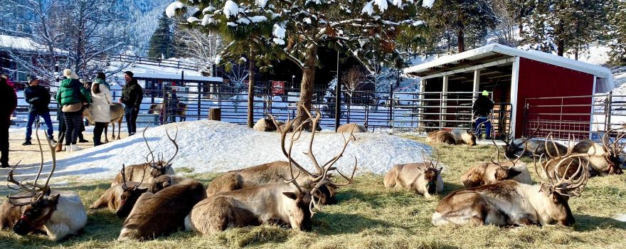 Leavenworth Reindeer Farm