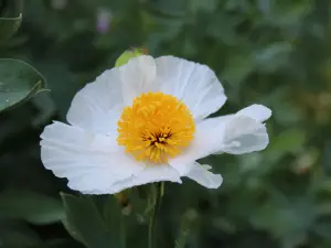 The gardens of Martels