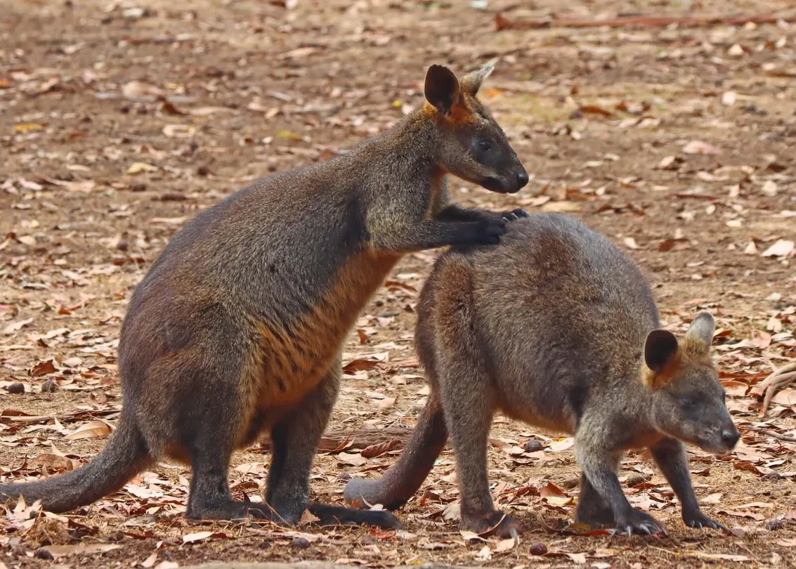 4_菲力浦島野生動物園