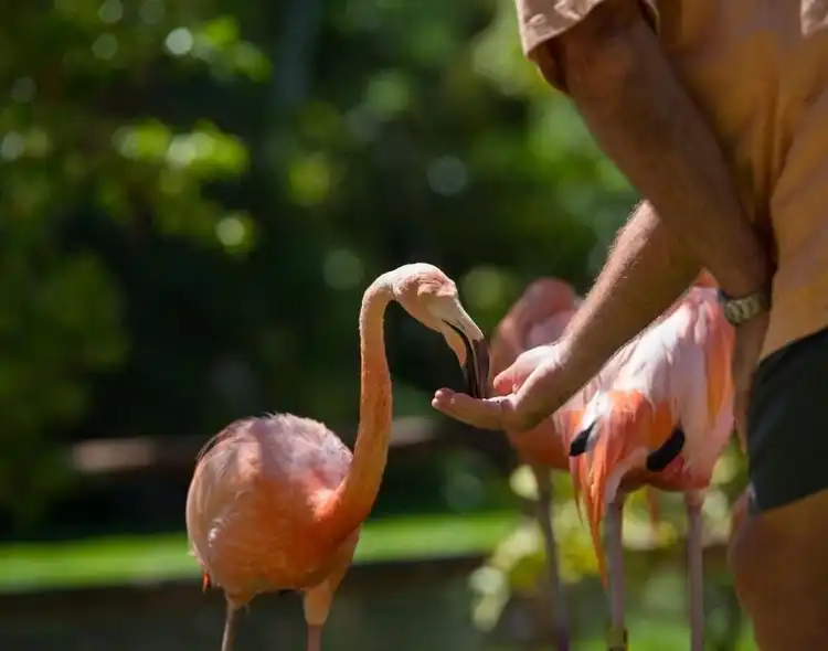 Hôtels à proximité de : Sarasota Jungle Gardens