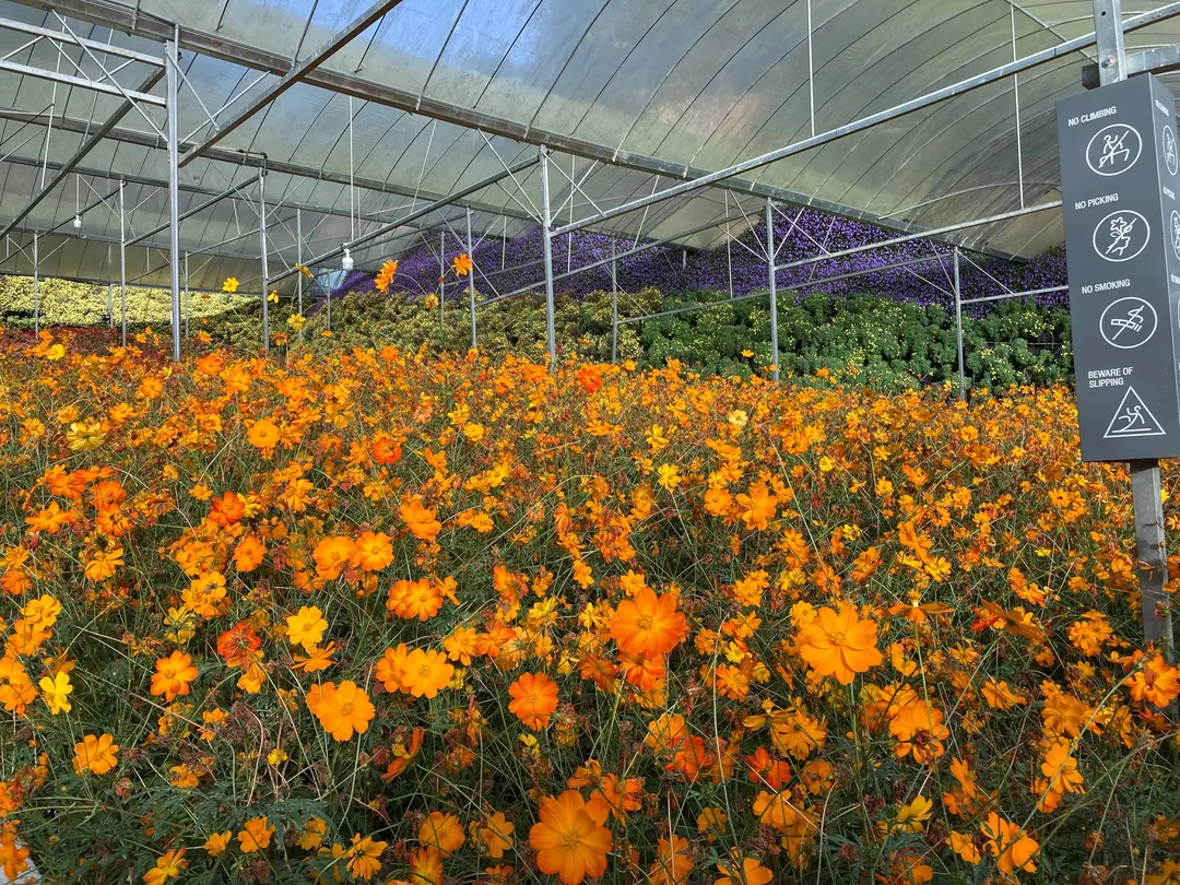 5_Cameron Highlands Flora Park