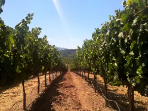 Kunde Family Winery