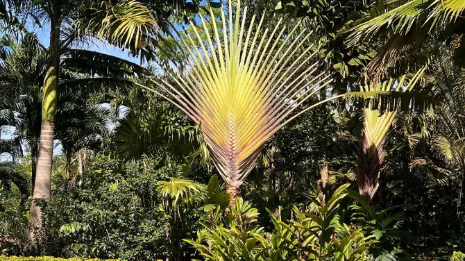 3_Maire Nui植物園