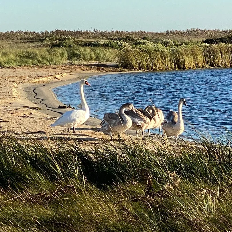 4_Great Point Lighthouse