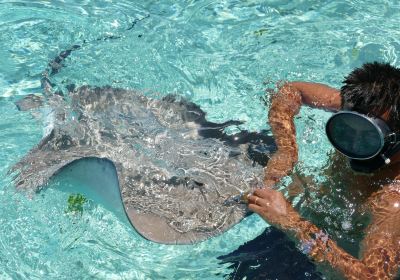 Leopard Rays Trench
