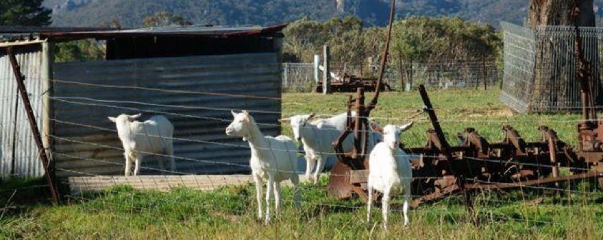 Jannei Goat Dairy - artisan cheese