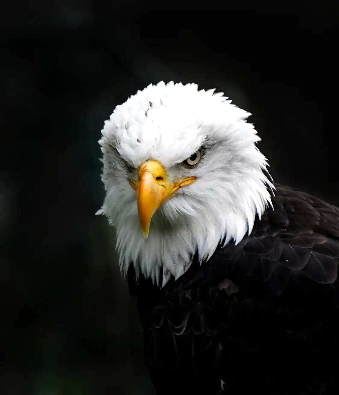 Hotels near World of Wings Birds of Prey Centre