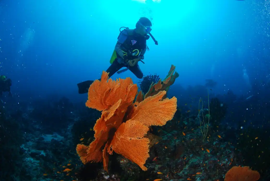 Hotel dekat Rubiah Tirta Divers