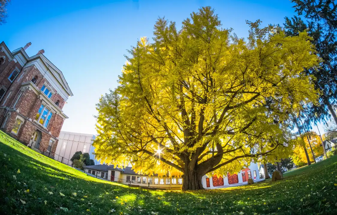 Hotels near Cayuga Museum of History & Art