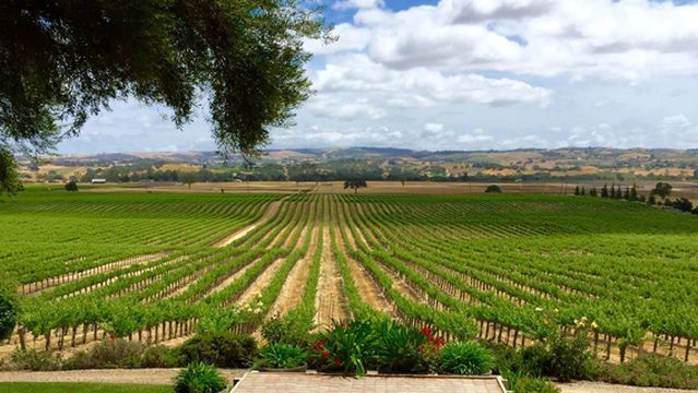 Still Waters Vineyards and Tasting Room