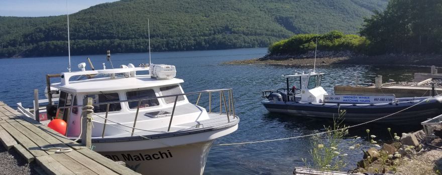 Ingonish Whale Watching Tours