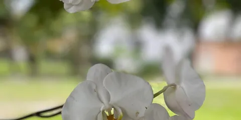 Chua Phat Phap - Southwest Florida Buddhist Inc