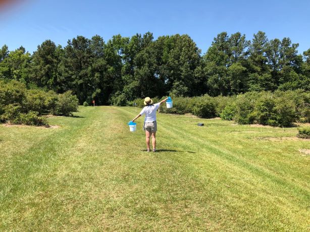 Moorhead's Blueberry Farm