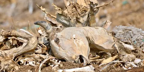 Jorbeer Conservation Reserve