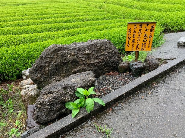Machu Picchu in Gifu Tea Garden in the Sky
