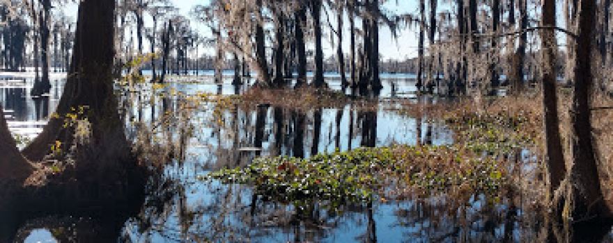 Robert Simpson Nature Trail