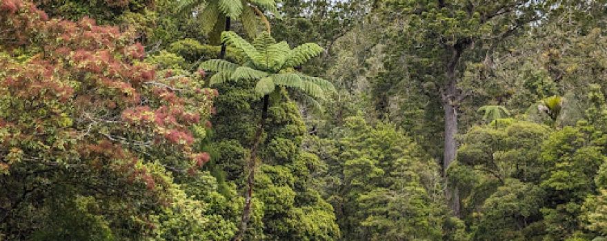 Te Matua Ngahere