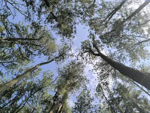 Bois de Mardock