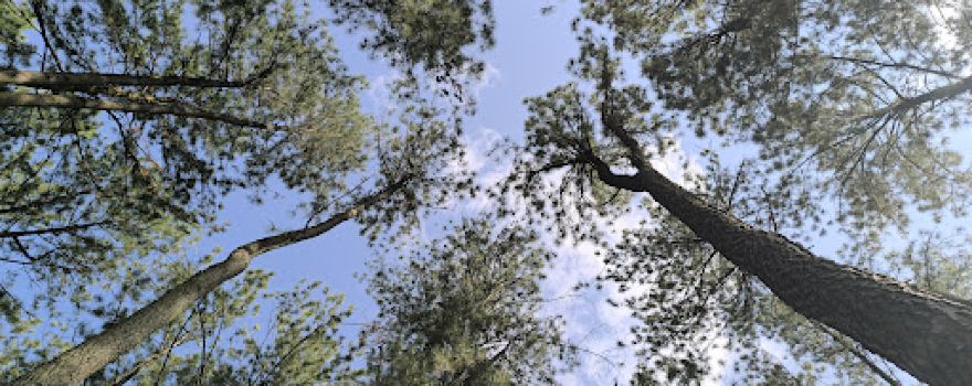Bois de Mardock