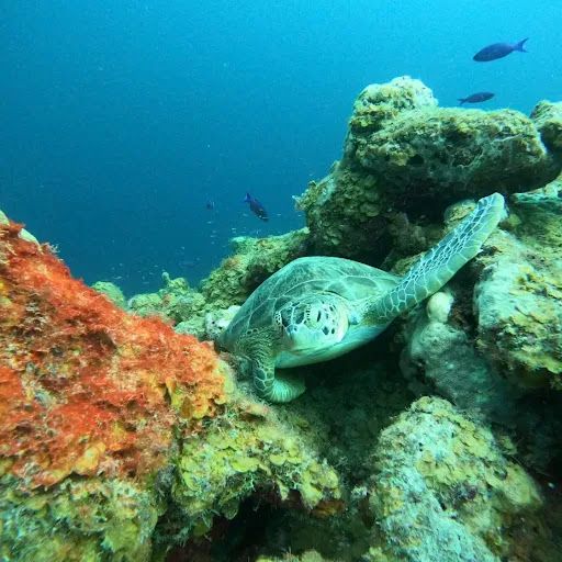 Caracas Bay
