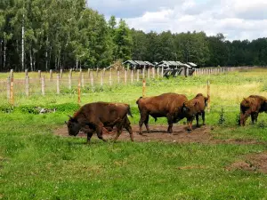 Pašilių stumbrynas