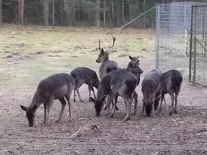 Wildgehege Haselünne