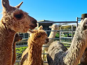 The Flying Alpaca