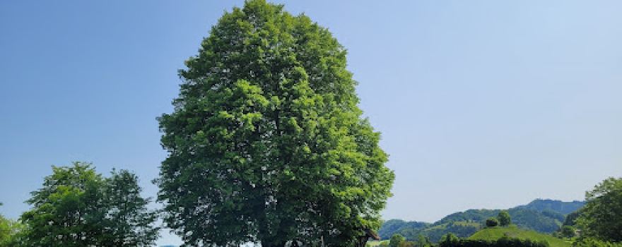 Mostbrunnen