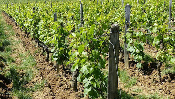 Vins Jean-Pierre Michel