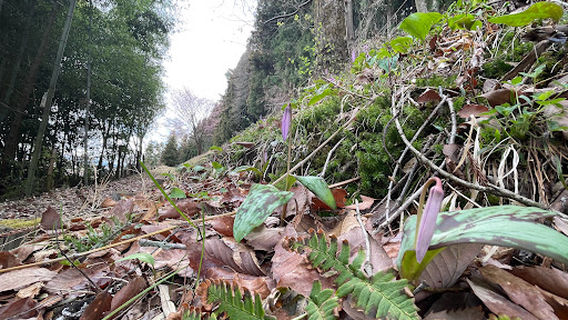 上海渡 カタクリ群生地