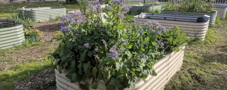 Woodville West Community Garden