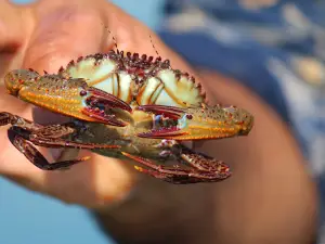 Narara Reef