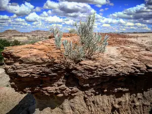 Dinosaur Park Campground