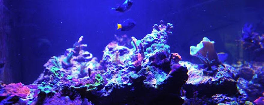Perfect Corals