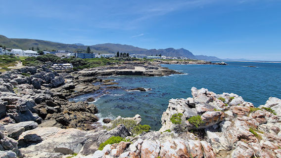 Hermanus Cliff Path Biodiversity Walk