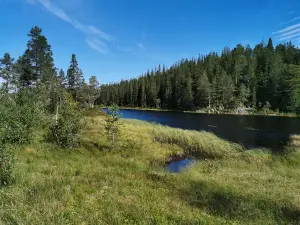 Bukkhaugen