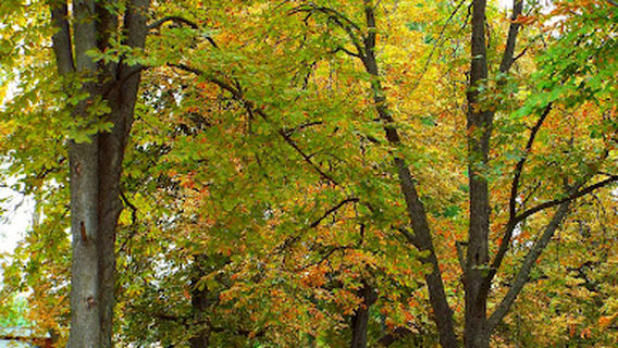 Ogosta Park