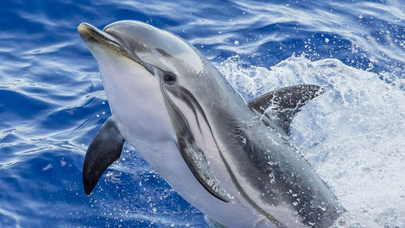 Adlerskiy Del'finariy