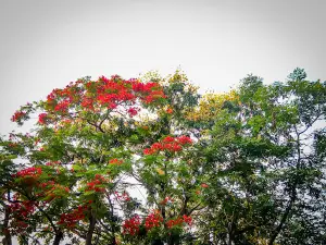 Naogaon Zila Porishod Park