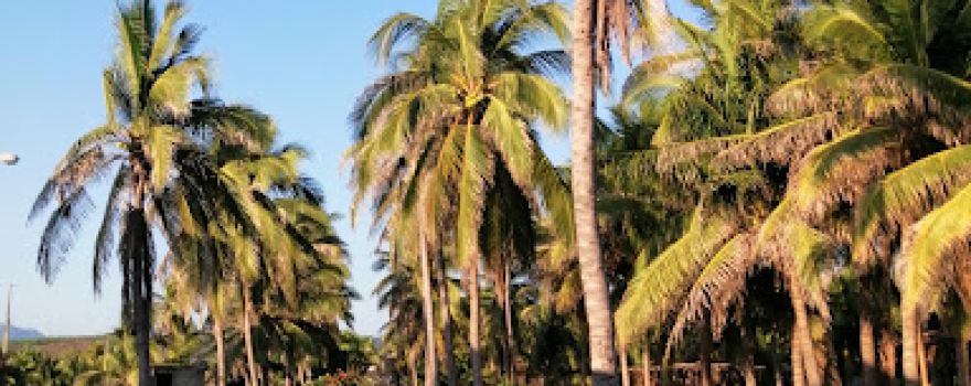 Playa Nexpa