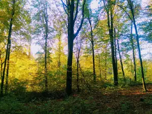 Dübener Heide Nature Park