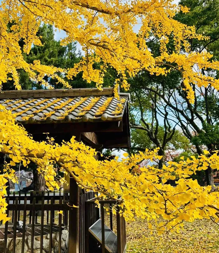 5_สวนไมซูรุ