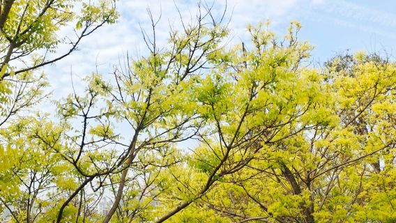 Liaoyuan Luming Lake Wetland Park