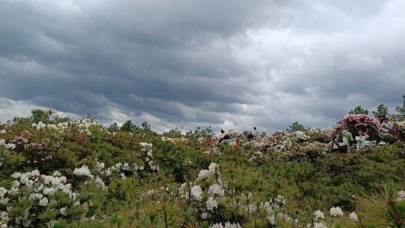 xuan wei shi bao shan shi li du juan hua hai