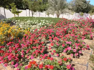 Al Safia Park