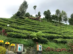 Perkebunan Teh Sirah Kencong