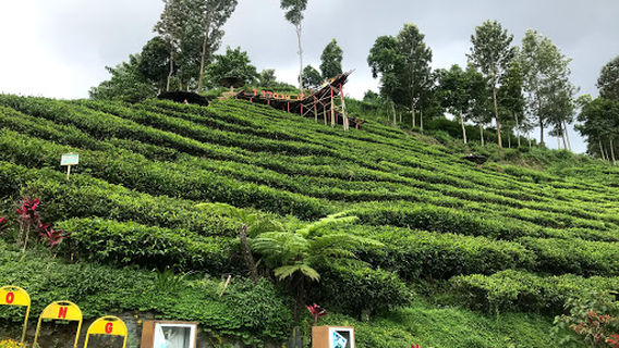 Perkebunan Teh Sirah Kencong