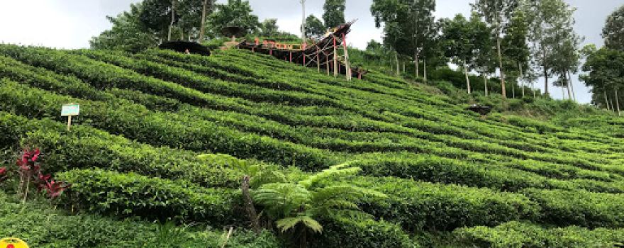 Perkebunan Teh Sirah Kencong