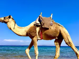Laguna Beach Dahab